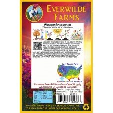 Everwilde Farms - 1 Oz Western Spiderwort Native Wildflower Seeds - Gold Vault Bulk Seed Packet   
